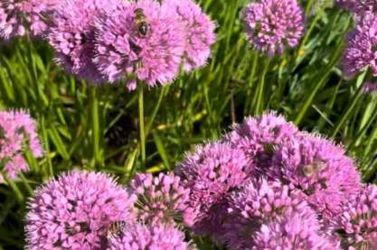 Allium 'Millenium'