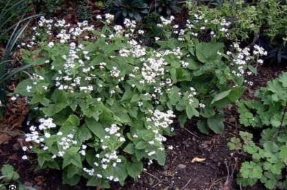 Brunnera macr. Betty Bowring'