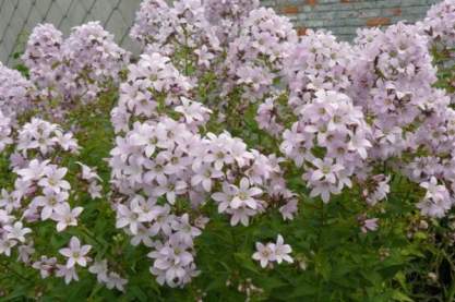 Campanula 'Loddon Anna'