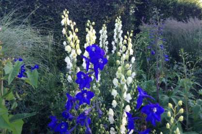 Delphinium 'Finsteraarhorn'