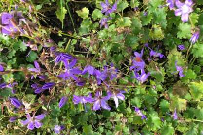 Campanula poscharskyana 'Stella'