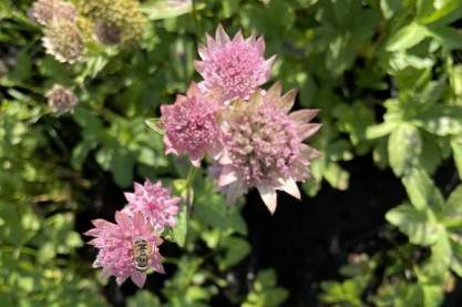 Astrantia ' Pink Sensation'