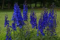 Delphinium elatum 'Finsteraarhorn'