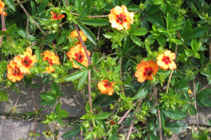 Potentilla tonguei