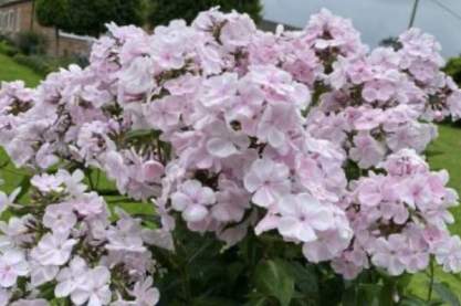 Phlox 'Mother of Pearl'