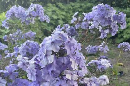 Phlox pan. 'Donau'