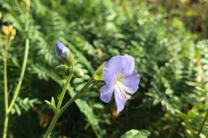 Polemonium 'Northern Lights'