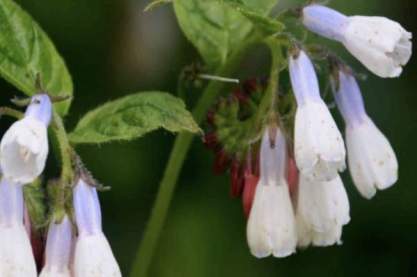 Symphytum grndiflorum 'Wisley Blue'