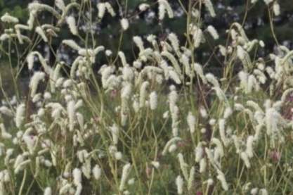 Sanguisorba tenuifolia 'Stand up Comedian'