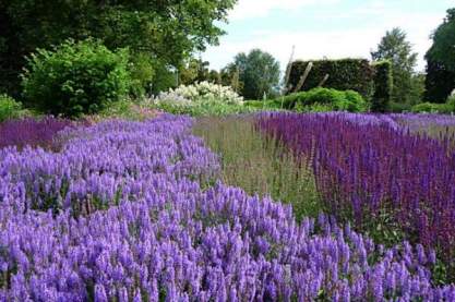 Salvia nem. 'Ost Friesland'