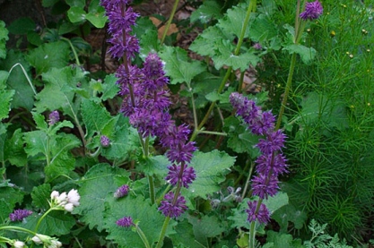 Salvia verticilata 'Purple Rain'